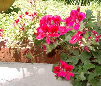 Affitta camere in Anacapri Capri - Mediterraneo