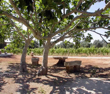 Bed and breakfast in Lizzanello Salento - Villa Diana